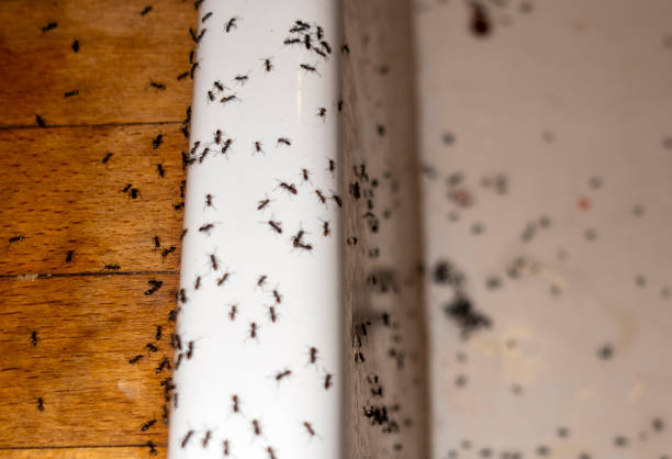 Best Pest Control for Restaurants  in Stanton, TX