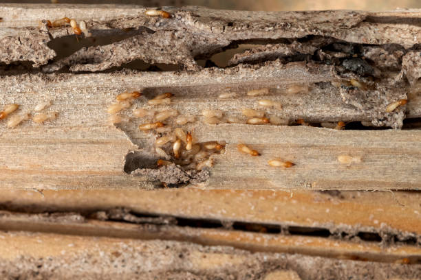 Pest Control for Restaurants in Stanton, TX